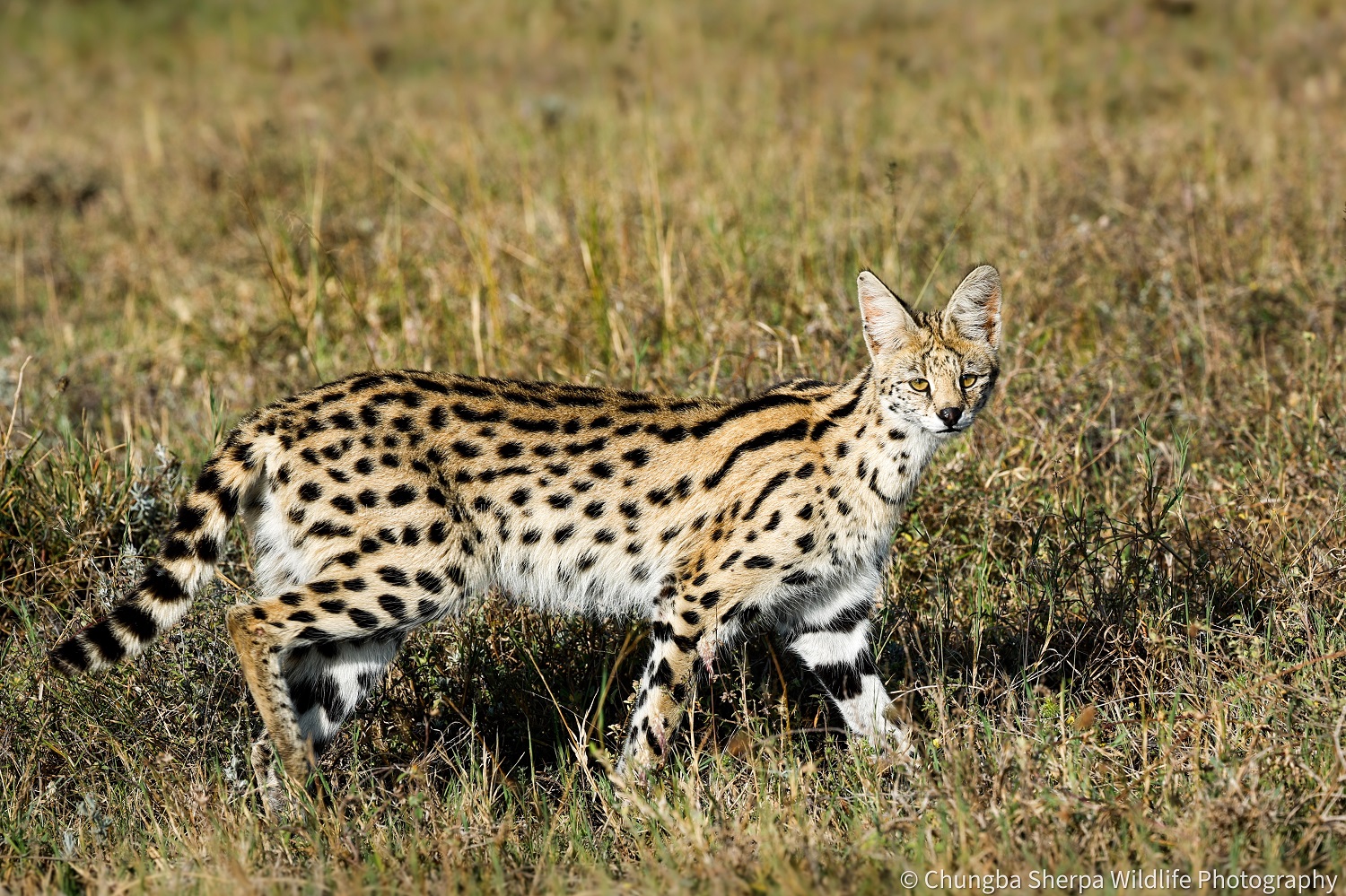 serval cat1679056118.jpg